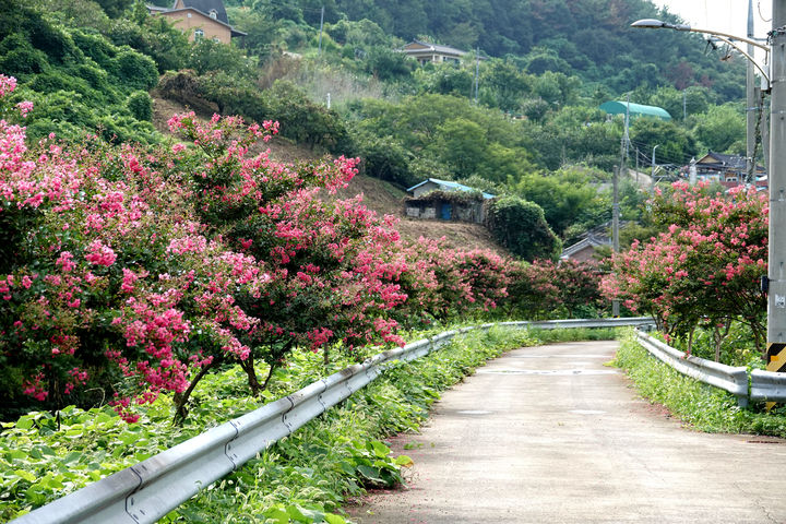 [창녕=뉴시스] 3일 경남 창녕군 부곡면 수성마을 진입로 500여m 구간에 만개한 배롱나무의 꽃잎이 선명한 분홍빛으로 물들어 무더위에 지친 주민들의 마음을 달래주며 동네 숨은 명소로 자리매김하고 있다. (사진= 창녕군 제공) 2025.09.03. photo@newsis.com *재판매 및 DB 금지