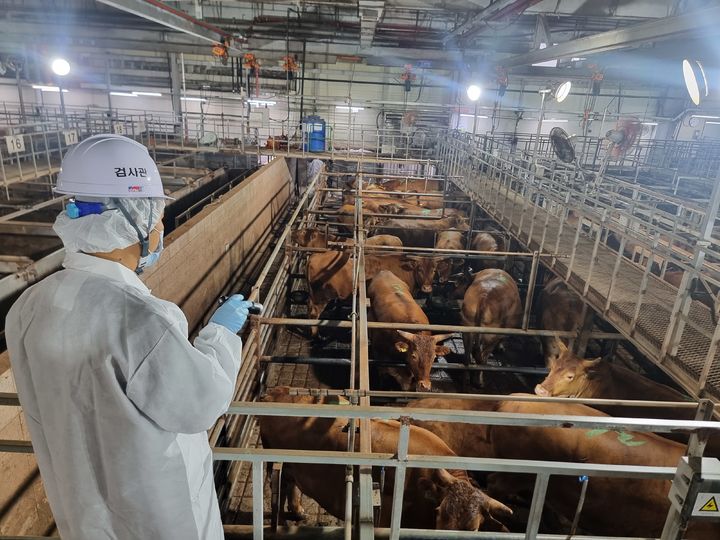 소 축사 생체검사 모습. (사진=충북도 제공) *재판매 및 DB 금지