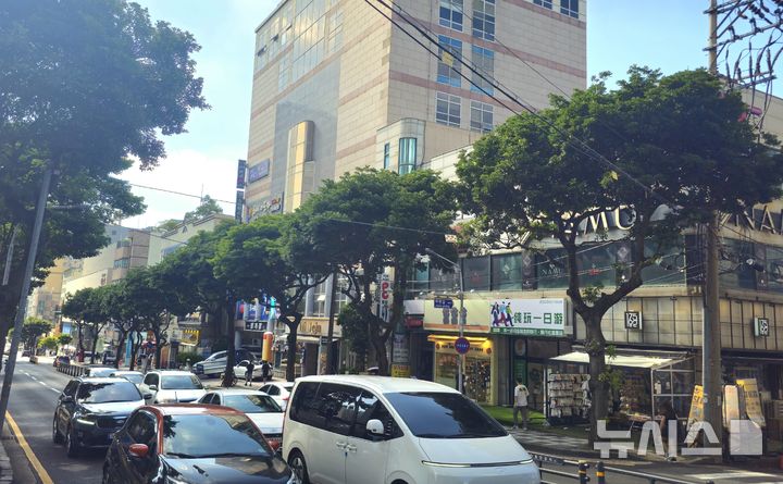 [제주=뉴시스] 임재영 기자 = 2일 오후 제주시 연동 번화가의 가로수. 연중 같은 빛깔인 상록수인 탓에 계절의 변화를 알 수 없을 뿐만 아니라 겨울철에는 건물로 가는 햇볕을 차단하기도 한다. 2025.09.03. ijy788@newsis.com