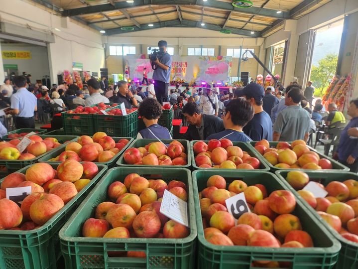 [거창=뉴시스] 홍로사과. (사진=뉴시스 DB). photo@newsis.com&nbsp; *재판매 및 DB 금지