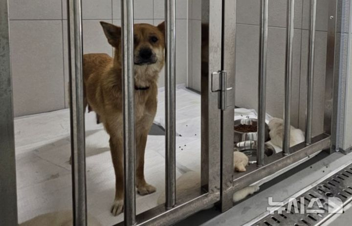 [평택=뉴시스] 동물보호센터에 보호 중인 유기견. 해당 사진은 기사와 연관이 없습니다. (사진=뉴시스 DB) photo@newsis.com 
