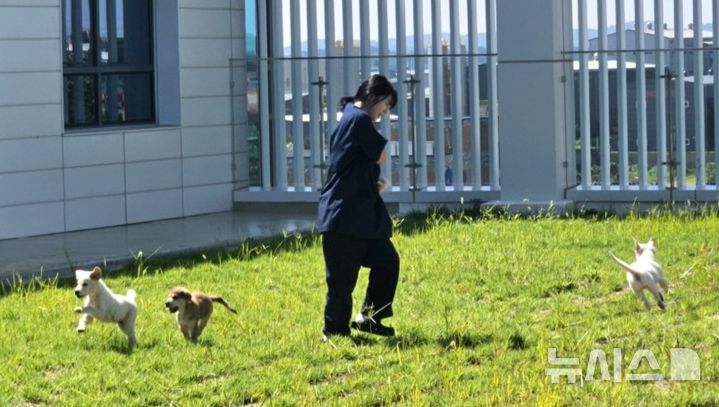 [평택=뉴시스] 평택동물보호센터내 보호중인 유기견들이 직원과 함께 산책놀이를 하고 있는 모습 202509.03.photo@newsis.com 
