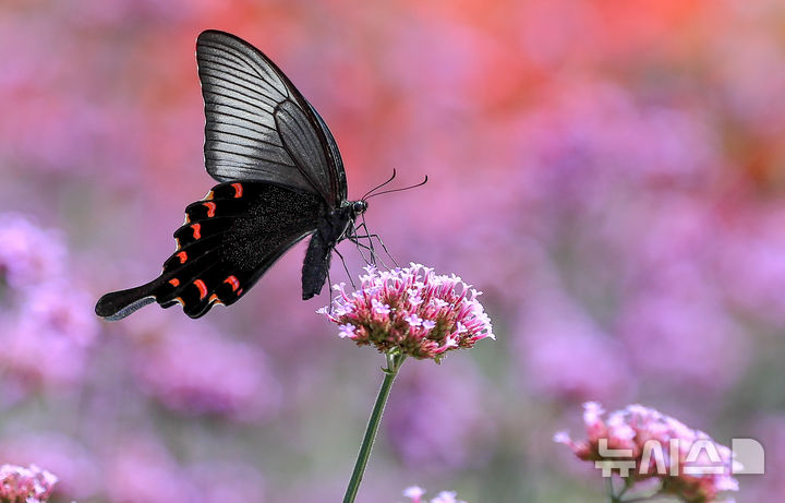 [제주=뉴시스] 우장호 기자 = 맑은 날씨를 보인 3일 오전 제주시 조천읍 에코랜드 테마파크에 활짝 핀 버들마편초 꽃 위로 제비나비가 날아와 꿀을 따고 있다. 2025.09.03. woo1223@newsis.com