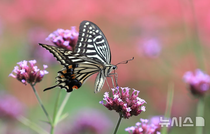 [제주=뉴시스] 우장호 기자 = 3일 오전 제주시 조천읍 에코랜드 테마파크에 활짝 핀 버들마편초 꽃 위로 호랑나비가 날아와 꿀을 따고 있다. 2025.09.03. woo1223@newsis.com