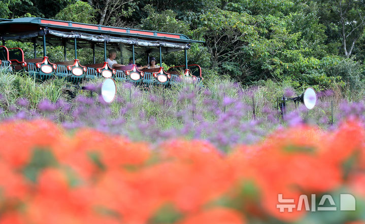 [제주=뉴시스] 우장호 기자 = 맑은 날씨를 보인 3일 오전 제주시 조천읍 교래리 에코랜드를 찾은 관광객이 기차를 타고 곶자왈과 계절꽃을 즐기고 있다. 2025.09.03. woo1223@newsis.com