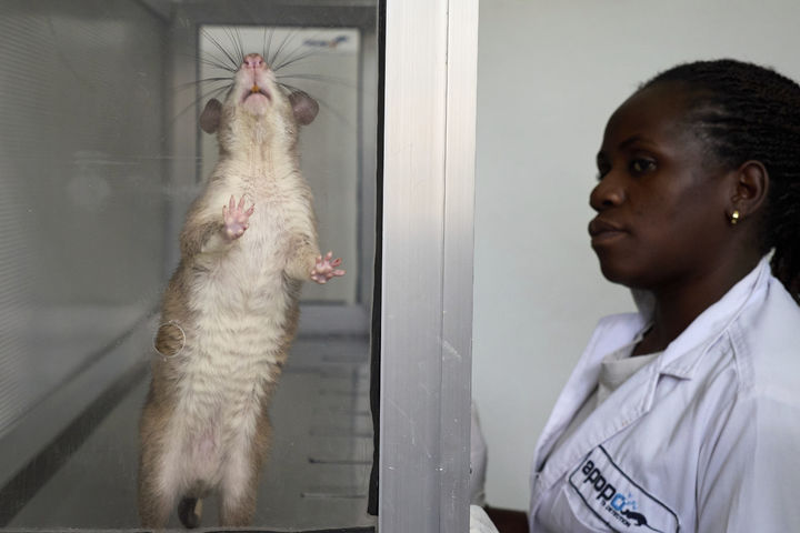 [모로고로=AP/뉴시스] 지난 7월 29일(현지 시간) 탄자니아 모로고로에 위치한 비영리 단체 'APOPO'(대인지뢰탐지개발기구) 연구소에서 관계자가 아프리카 큰주머니쥐(African giant pouched rat)에게 결핵 감지 훈련을 하고 있다. 2025.09.04.