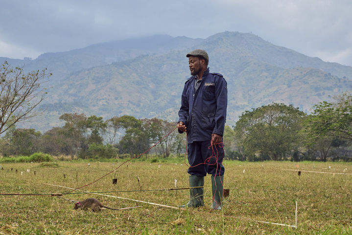 [모로고로=AP/뉴시스] 지난 7월 29일(현지 시간) 탄자니아 모로고로에 위치한 비영리 단체 'APOPO'(대인지뢰탐지개발기구) 연구소에서 아프리카 큰주머니쥐(African giant pouched rat)가 지뢰 탐지 훈련을 하고 있다. 2025.09.04.