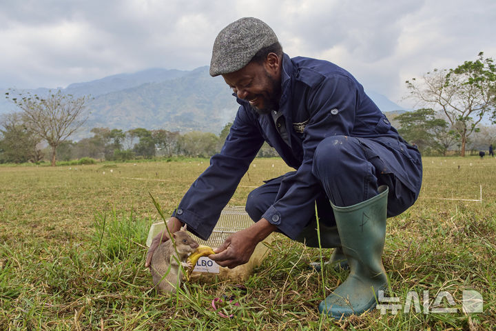 [모로고로=AP/뉴시스] 지난 7월 29일(현지 시간) 탄자니아 모로고로에 위치한 비영리 단체 'APOPO'(대인지뢰탐지개발기구) 연구소에서 아프리카 큰주머니쥐(African giant pouched rat)가 지진 수색 및 구조 훈련 후 보상을 받고 있다. 2025.09.04.