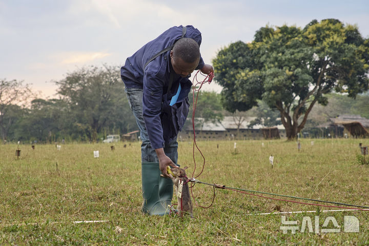 [모로고로=AP/뉴시스] 지난 7월 29일(현지 시간) 탄자니아 모로고로에 위치한 비영리 단체 'APOPO'(대인지뢰탐지개발기구) 연구소에서 아프리카 큰주머니쥐(African giant pouched rat)가 지진 수색 및 구조 훈련 후 보상을 받고 있다. 2025.09.04.