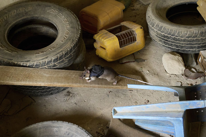 [모로고로=AP/뉴시스] 지난 7월 29일(현지 시간) 탄자니아 모로고로에 위치한 비영리 단체 'APOPO'(대인지뢰탐지개발기구) 연구소에서 아프리카 큰주머니쥐(African giant pouched rat)가 지진 수색 및 구조 훈련을 하고 있다. 2025.09.04.