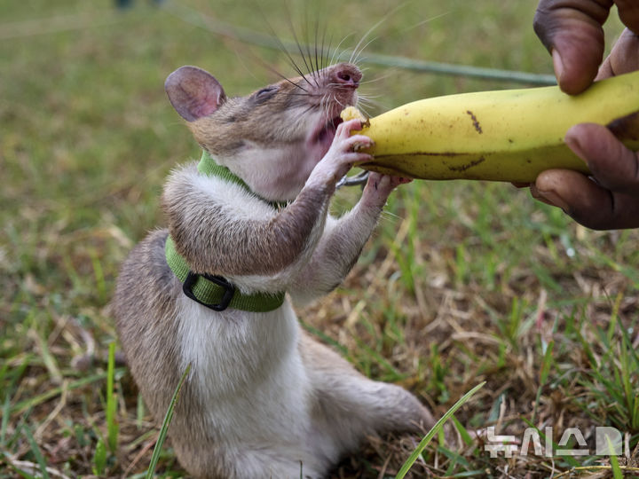 [모로고로=AP/뉴시스] 지난 7월 29일(현지 시간) 탄자니아 모로고로에 위치한 비영리 단체 'APOPO'(대인지뢰탐지개발기구) 연구소에서 아프리카 큰주머니쥐(African giant pouched rat)가 지진 수색 및 구조 훈련 후 보상을 받고 있다. 2025.09.04.