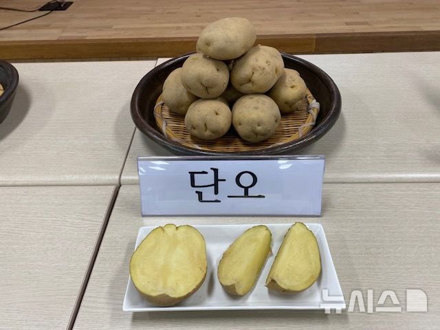 [괴산=뉴시스] 신품종 감자 '단오' (사진= 괴산군 제공) 2025.09.04. photo@newsis.com *재판매 및 DB 금지