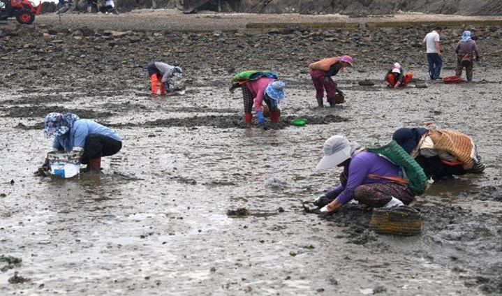 [수원=뉴시스] 안산시 종현 공동체 바지락 조업. (사진=경기도 제공) 2025.09.04. photo@newsis.com *재판매 및 DB 금지