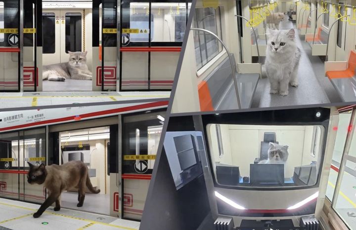 [서울=뉴시스] 중국의 한 인플루언서가 4개월 동안 수작업으로 제작한 '고양이 지하철'이 온라인상에서 화제다. (사진=SCMP 갈무리) 2025.09.04 *재판매 및 DB 금지