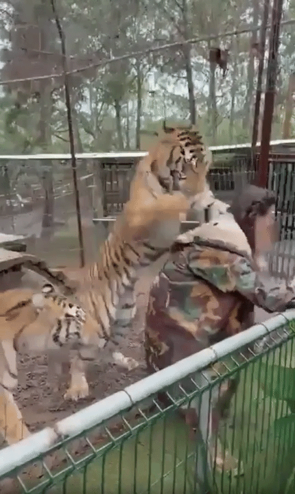 [뉴시스]멕시코 동물원에서 호랑이가 수의사를 덮쳐 철창으로 끌어당기는 사건이 발생했다.(사진=니드투노우) 2025.09.03 *재판매 및 DB 금지