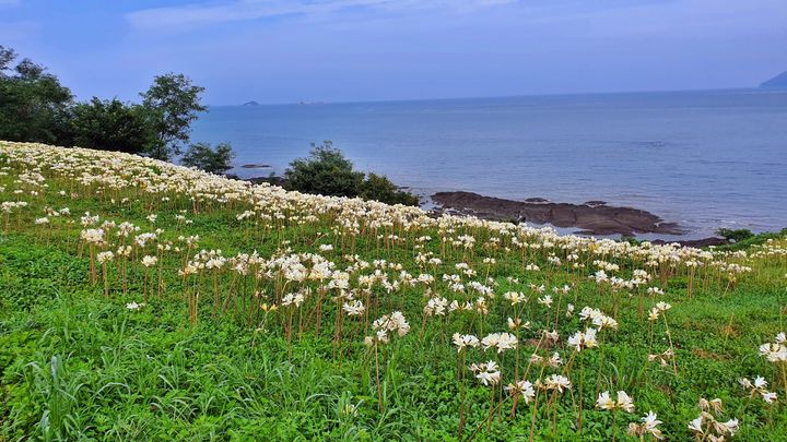 부안 변산마실길 붉노랑상사화 만개…가을 정취 물씬