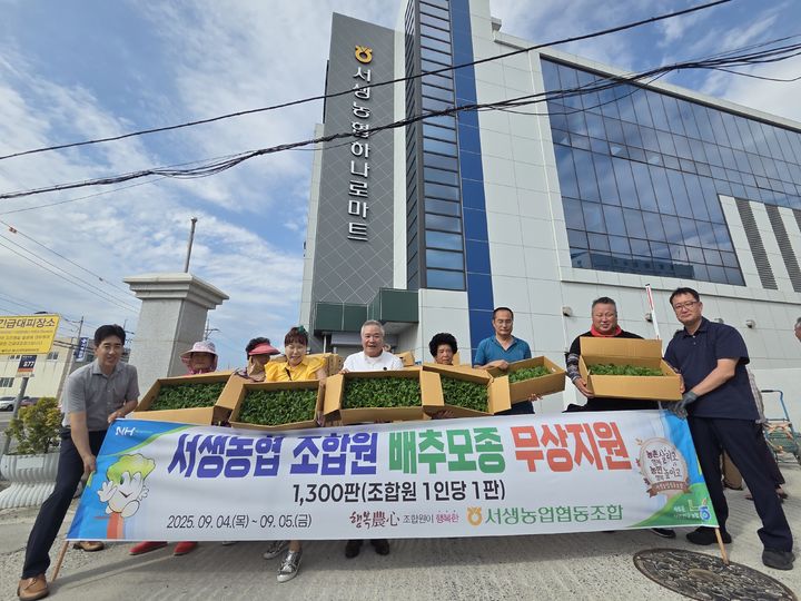 [울산=뉴시스] 울산 울주 서생농협은 4일 조합원들의 가을배추 재배를 돕기 위해 배추 모종을 무상으로 지원했다고 밝혔다. (사진=서생농협 제공) 2025.09.04. photo@newsis.com *재판매 및 DB 금지
