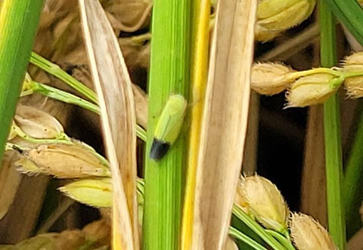 벼에 붙어 있는 끝동매미충.(사진=삼척시 제공) *재판매 및 DB 금지