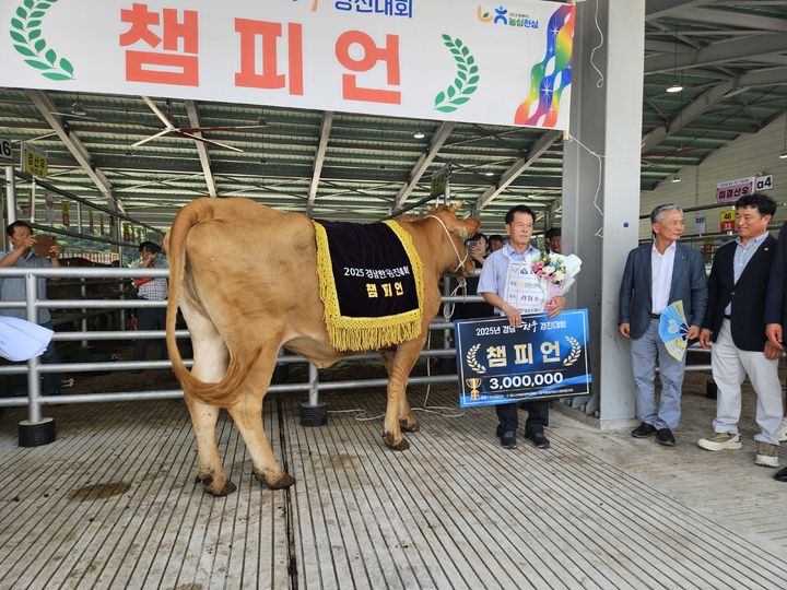[함양=뉴시스] 제10회 경남 한우경진대회 챔피언. (사진=함양군 제공) 2025.09.04. photo@newsis.com *재판매 및 DB 금지
