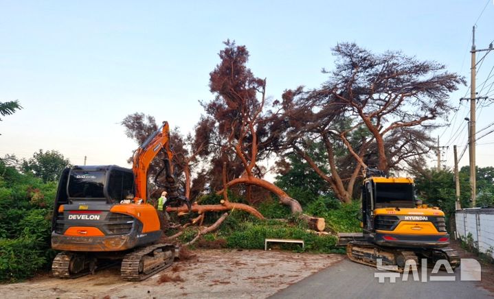 [포항=뉴시스] 송종욱 기자 = 경북 포항시가 자연 재난에 대비해 도로변·주택가 등 인명·시설물 피해 우려 지역에 재선충병 등으로 장기간 방치한 고사목 제거에 나섰다. 사진은 고사목을 제거하는 모습. (사진=포항시 제공) 2025.09.04. photo@newsis.com