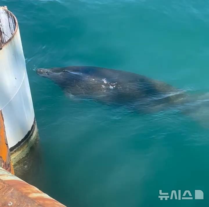 [뉴시스] 바다소의 발견으로 큰 규모의 프로젝트가 일시적으로 중단됐다.(사진=뉴욕포스트) 2025.09.03. 