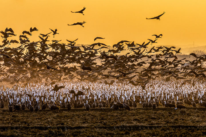 [서산=뉴시스] 2025 천수만 야생조류 사진 전국 공모전에서 금상을 수상한 김대형 씨의 '천수만 흑두루미' (사진=서산시 제공) 2025.09.04. photo@newsis.com *재판매 및 DB 금지