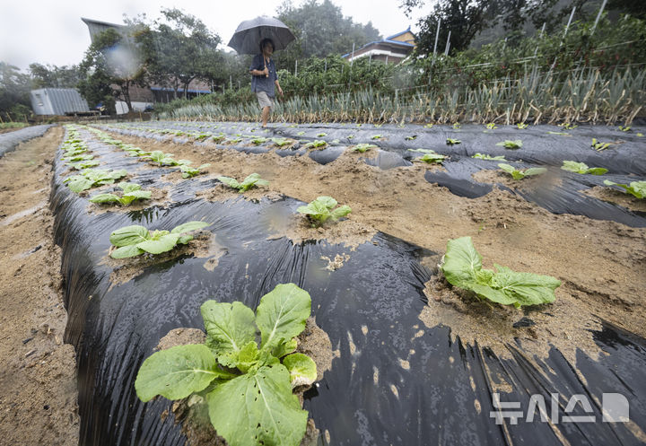 [강릉=뉴시스] 김근수 기자 = 강릉지역에 극심한 가뭄 계속되는 가운데 비가 내리는 4일 강원 강릉시 성산면의 한 배추밭에서 주민이 밭을 살펴보고 있다. 2025.09.04. ks@newsis.com