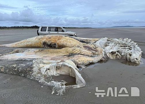[뉴시스]세픈 시단 해변 모래사장에서 고래로 추정되는 거대한 동물 사체가 발견됐다. (사진=데일리메일) 2025.9.4 