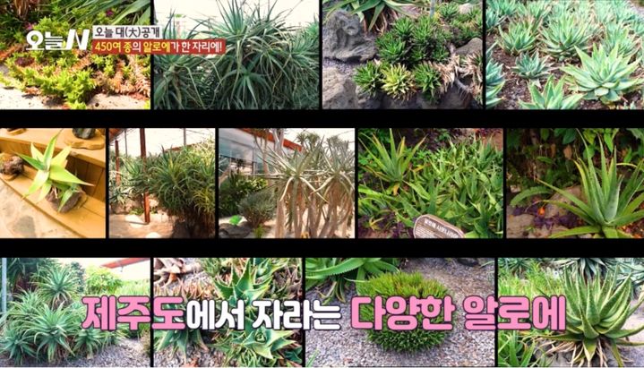 (사진=김정문알로에 제공) *재판매 및 DB 금지