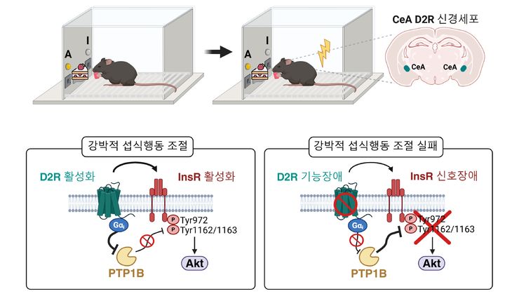 [서울=뉴시스] 편도체 도파민(D2) 수용체와 인슐린 수용체의 상호작용을 통한 강박적 섭식 행동조절 기전 이미지. (사진=고려대 제공) 2025.09.05. photo@newsis.com&nbsp; *재판매 및 DB 금지