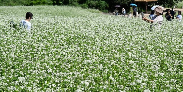 하얗게 핀 메밀 꽃 밭. *재판매 및 DB 금지