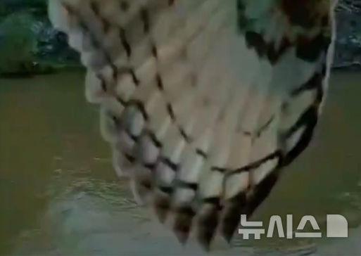 [뉴시스] 회수한 후 확인한 영상을 통해 나타난 새의 날개.(사진=홍성신문)