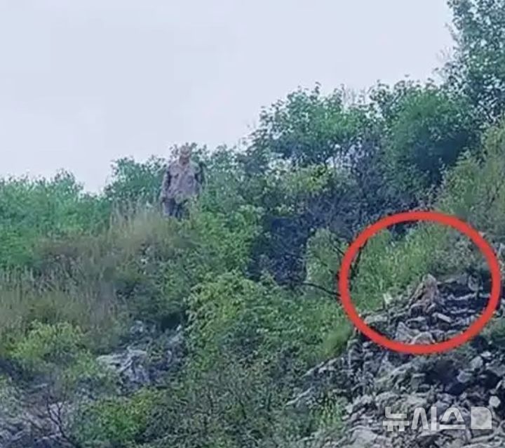 [뉴시스] 마을 주민들이 드론 수색을 할때 근처에 맹금류로 추정되는 동물이 나타났다.(사진=홍성신문) 