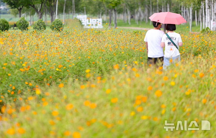 [남양주=뉴시스] 황준선 기자 = 절기상 백로인 7일 경기 남양주시 한강공원 삼패지구에 조성된 황화 코스모스 밭을 찾은 시민들이 산책을 하고 있다. 2025.09.07. hwang@newsis.com