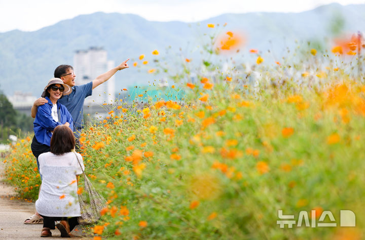 [남양주=뉴시스] 황준선 기자 = 절기상 백로인 7일 경기 남양주시 한강공원 삼패지구에 조성된 황화 코스모스 밭에서 시민들이 추억을 남기고 있다. 2025.09.07. hwang@newsis.com