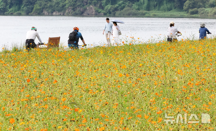 [남양주=뉴시스] 황준선 기자 = 절기상 백로인 7일 경기 남양주시 한강공원 삼패지구에 조성된 황화 코스모스 밭을 찾은 시민들이 산책을 하고 있다. 2025.09.07. hwang@newsis.com