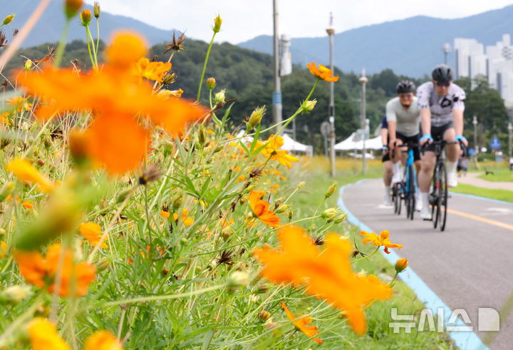 [남양주=뉴시스] 황준선 기자 = 절기상 백로인 7일 경기 남양주시 한강공원 삼패지구에 조성된 황화 코스모스 밭에서 시민들이 자전거를 타고 있다. 2025.09.07. hwang@newsis.com