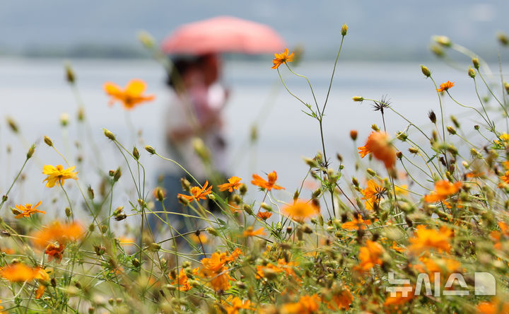 [남양주=뉴시스] 황준선 기자 = 절기상 백로인 7일 경기 남양주시 한강공원 삼패지구에 조성된 황화 코스모스 밭을 찾은 시민들이 산책을 하고 있다. 2025.09.07. hwang@newsis.com