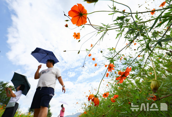 [남양주=뉴시스] 황준선 기자 = 절기상 백로인 7일 경기 남양주시 한강공원 삼패지구에 조성된 황화 코스모스 밭을 찾은 시민들이 산책을 하고 있다. 2025.09.07. hwang@newsis.com