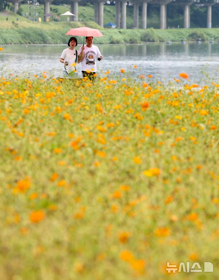 [남양주=뉴시스] 황준선 기자 = 절기상 백로인 7일 경기 남양주시 한강공원 삼패지구에 조성된 황화 코스모스 밭을 찾은 시민들이 산책을 하고 있다. 2025.09.07. hwang@newsis.com