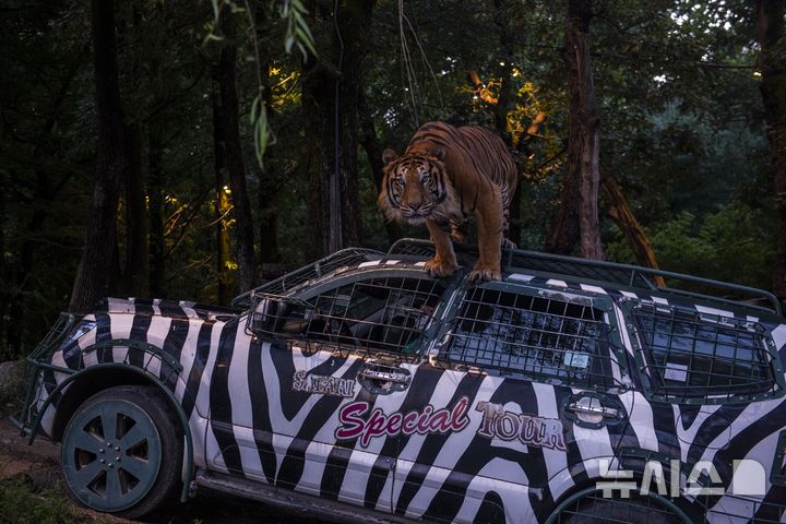 에버랜드, 야간 맹수 탐험 '나이트 사파리 트램' 오픈