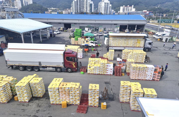 [창원=뉴시스] 강경국 기자 = 7일 경남 창원의 대표 농산물인 창원단감이 북창원농협 산지유통센터를 통해 올해 처음으로 출하를 하고 있다. (사진=창원시청 제공). 2025.09.08. photo@newsis.com *재판매 및 DB 금지
