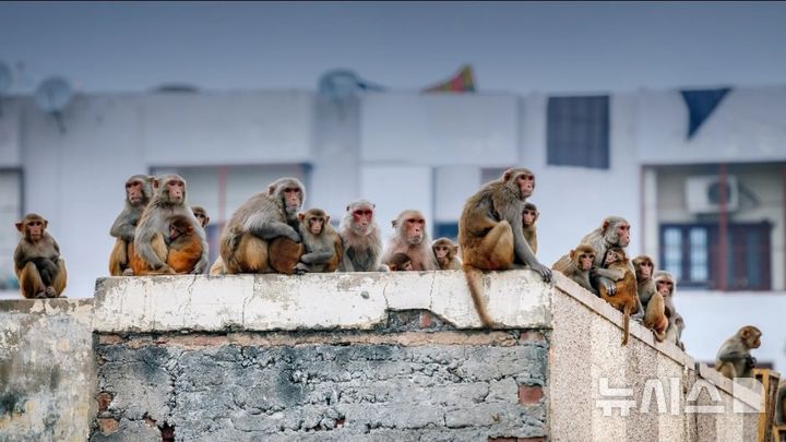 [뉴시스]인도에서 원숭이가 생후 두 달 된 아기를 납치해 물통에 빠뜨려 아기가 숨지는 충격적인 사건이 발생했다.(사진=더선)2025.09.07 