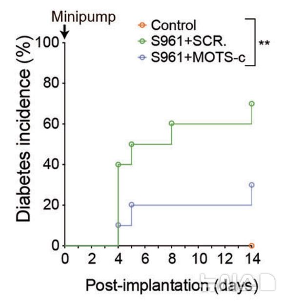 [서울=뉴시스] 제2형 당뇨병 모델(S961 유도 마우스)에서 MOTS-c 투여 시 당뇨병 발병률이 대조군(70%)보다 현저히 낮고, 약 30% 수준에 머물러 발병이 지연된 효과가 확인됐다. (사진= 서울대병원 제공)