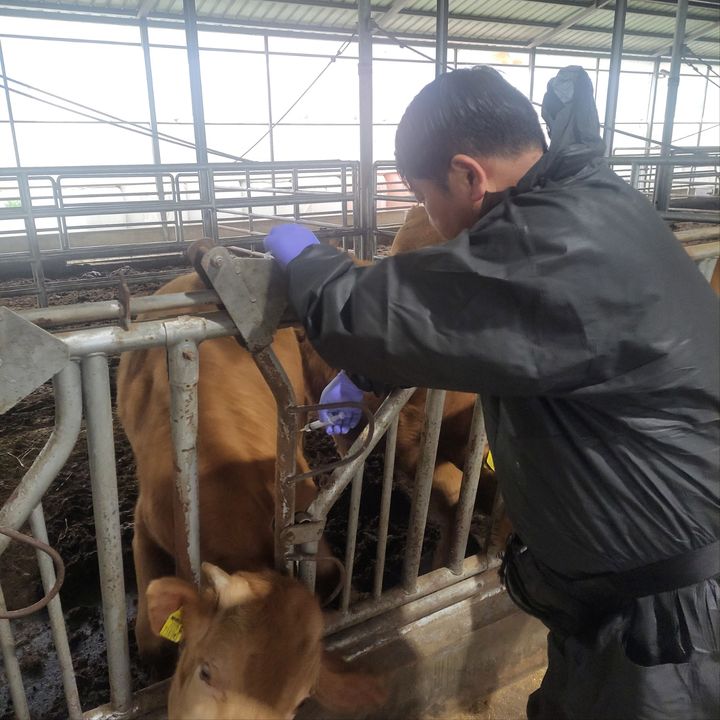[밀양=뉴시스] 공수의가 구제역 발생 차단을 위해 구제역 백신 일제 접종을 진행하고 있다. (사진=밀양시 제공) 2025.09.08. photo@newsis.com *재판매 및 DB 금지