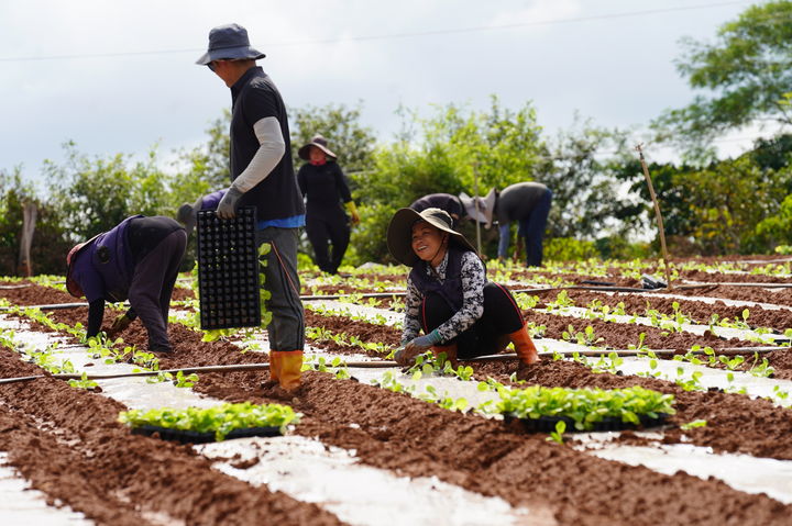 [해남=뉴시스]해남 배추 정식. (사진=해남군 제공) 2025.09.08. photo@newsis.com *재판매 및 DB 금지