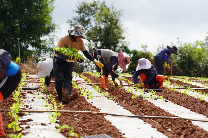 [해남=뉴시스]해남 배추 정식. (사진=해남군 제공) 2025.09.08. photo@newsis.com *재판매 및 DB 금지