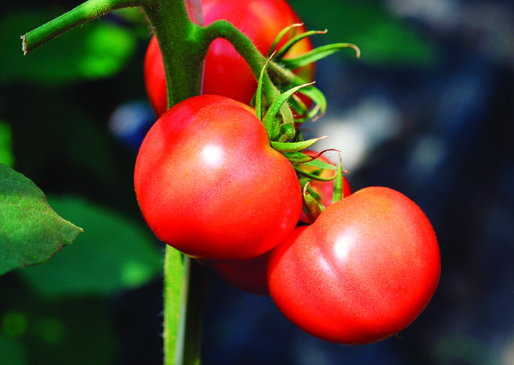 [남원=뉴시스] 남원지역 시설하우스 농가가 재배한 수확기 토마토. *재판매 및 DB 금지