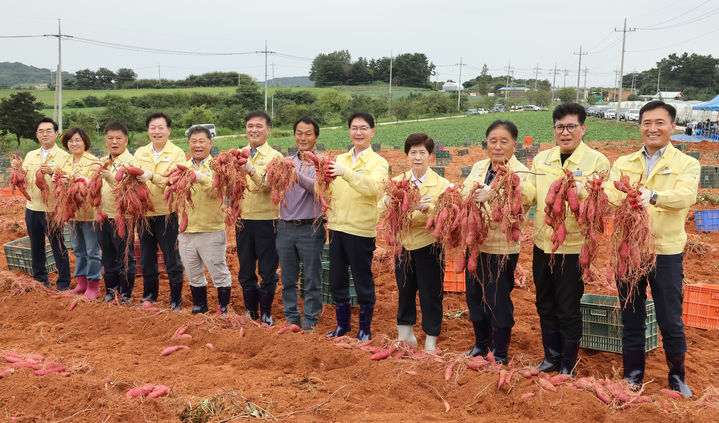 [고창=뉴시스] 8일 꿀고구마 수확이 한창인 공음면 건동리 김헌동 씨(왼쪽 일곱번째) 고구마밭을 방문한 심덕섭 군수(왼쪽 여덟번째)와 조민규 군의장(왼쪽 여섯번째) 등이 수확한 고구마를 손에 든 채 함께 사진을 찍고 있다. *재판매 및 DB 금지