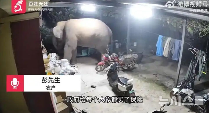 [뉴시스] 새벽 윈난 농가를 습격한 야생 코끼리 한 마리. 문을 부수고 들어와 50kg의 쌀을 먹고 떠나는 모습.(사진=홍성신문)